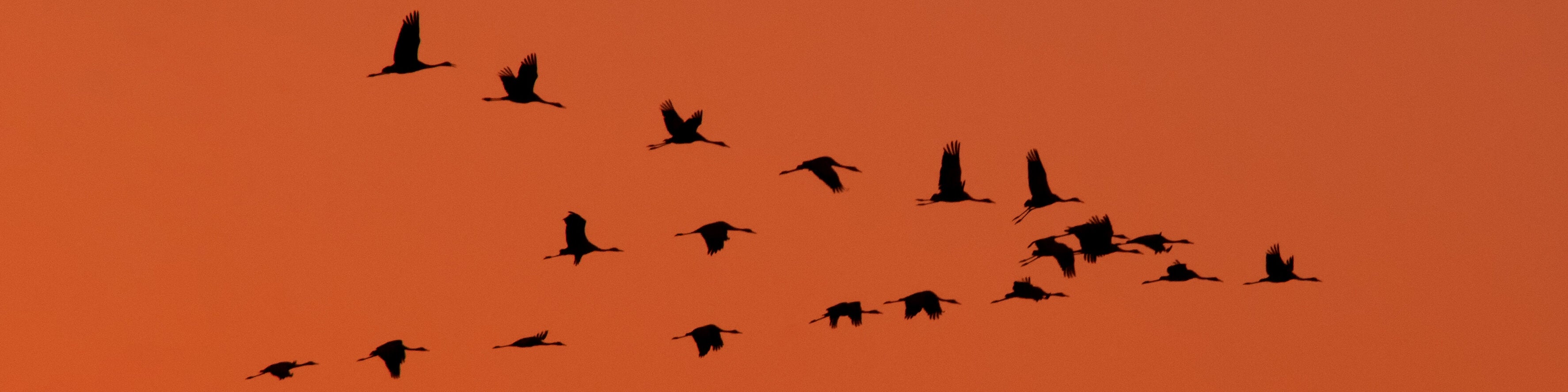 A flock of cranes is flying by in the sunset.