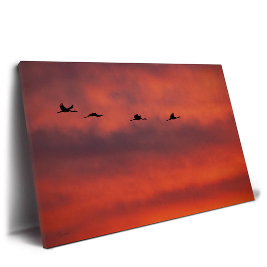Cranes in the Red Sunset