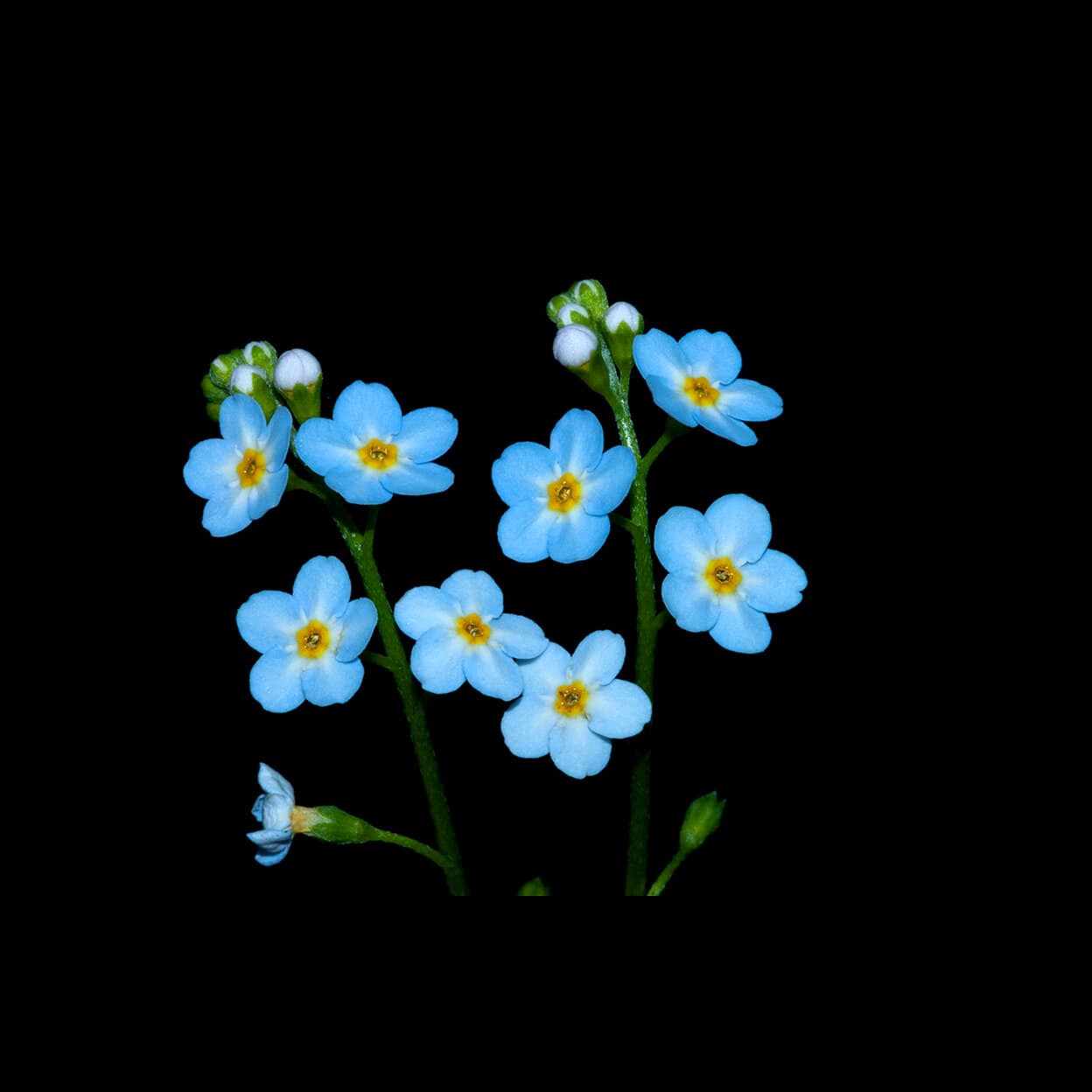 The symbolic turquoise colored forget me not flower with blooming and bloomed petals.