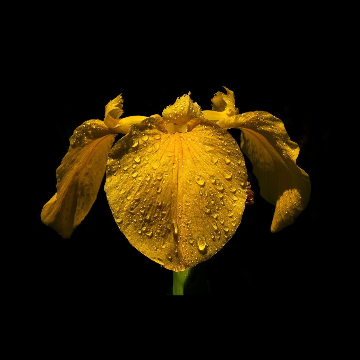 Shapely golden yellow petals with raindrops on it.