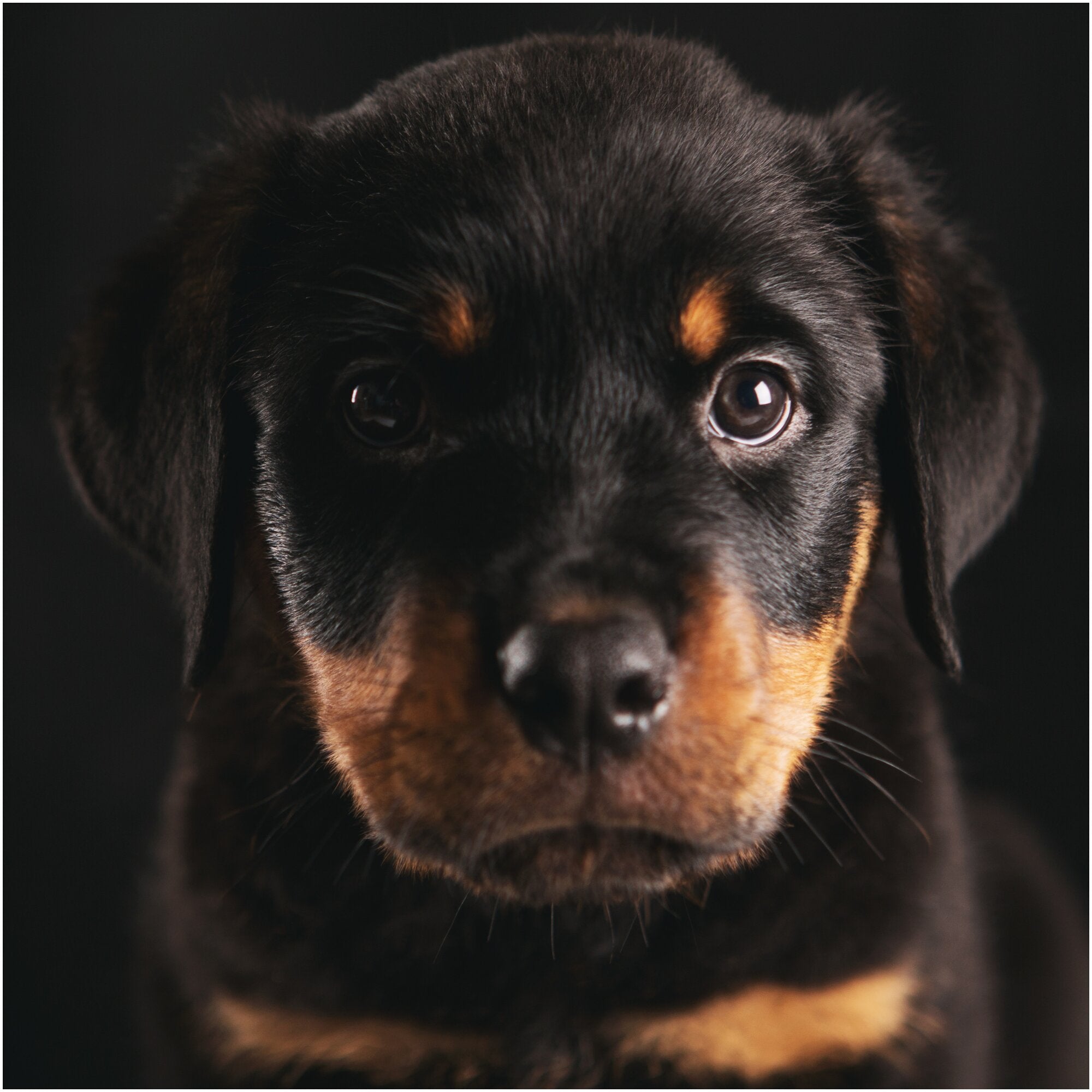 Cute, black puppy is staring at the camera.