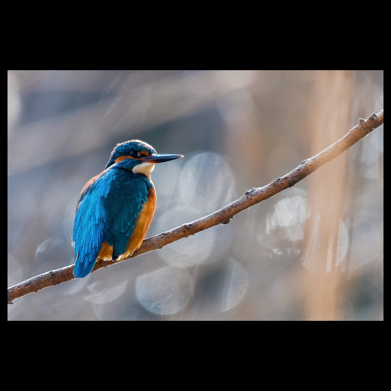 A striking bird, the kingfisher with vibrant blue plumage and orange stripes on its head and belly.