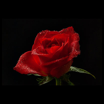 A beautiful red rose covered by shining raindrops on a black background.