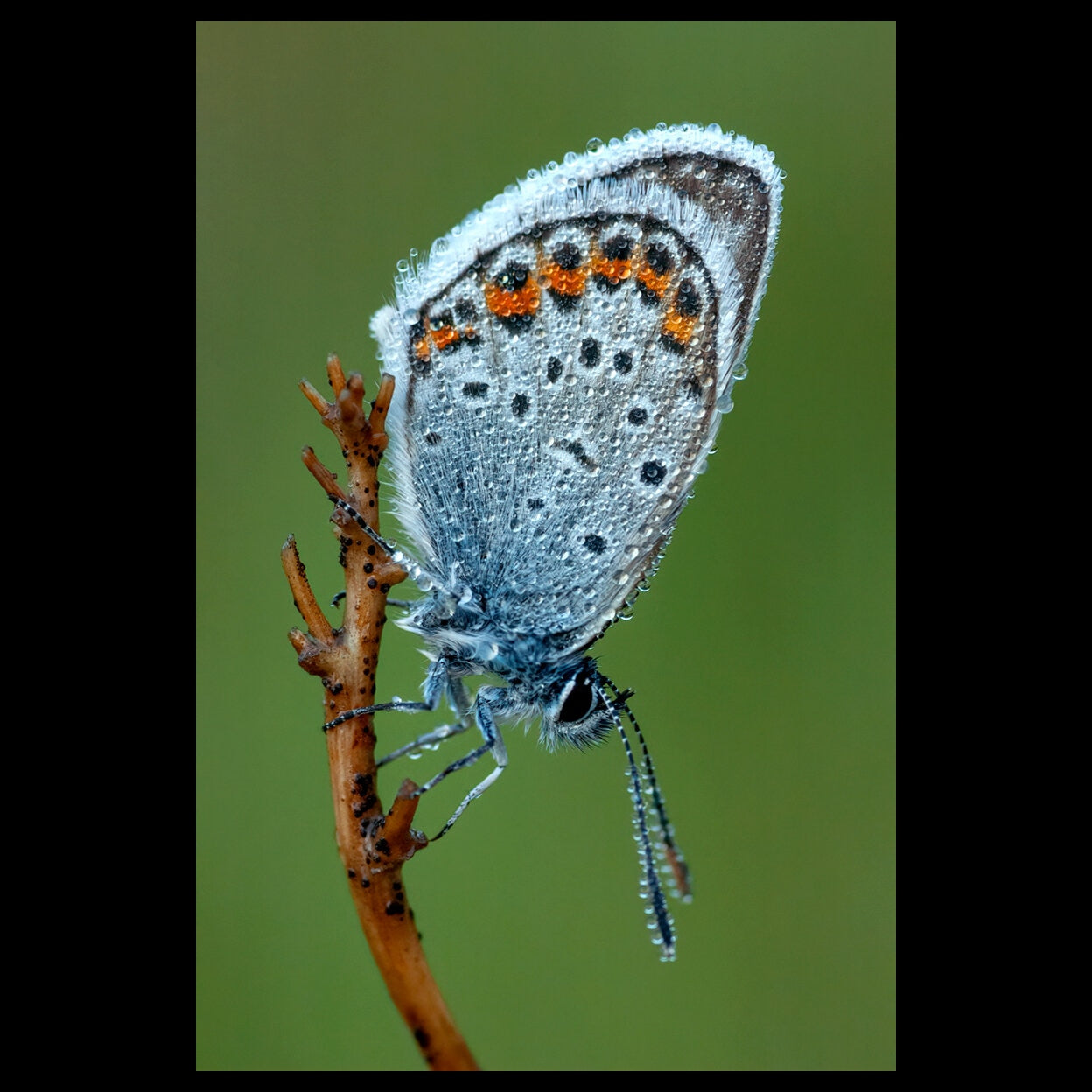 A magnificent wet, silver-blue butterfly is climbing the branch.