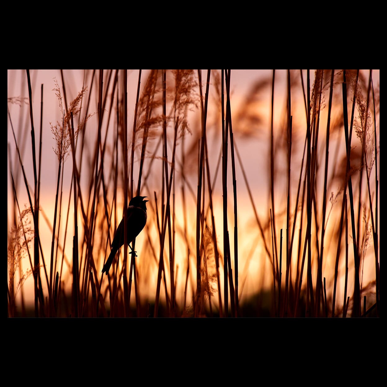 On a dazzling sunset, a small sparrow is singing on a reed.