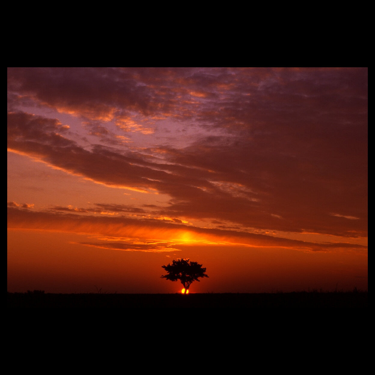 Barren field with a single sprawling tree in the middle and a beautiful sunset landscape.