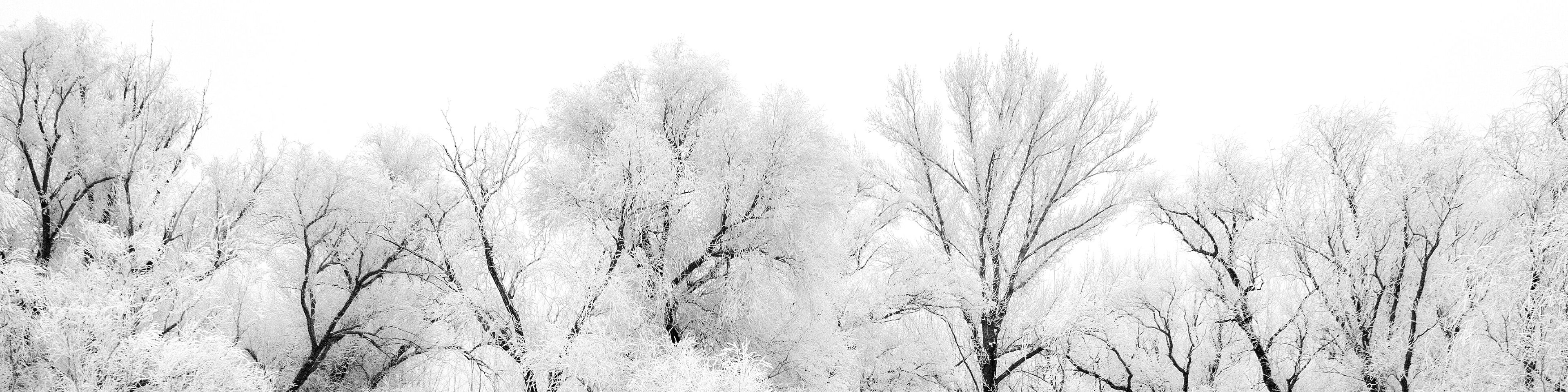 White snowy forest.